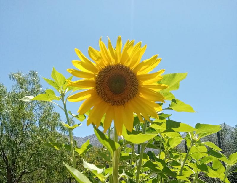 3 Bedroom Property for Sale in Oudtshoorn Rural Western Cape